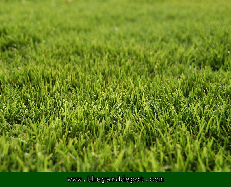 Bermuda Grass - TheYardDepot.com